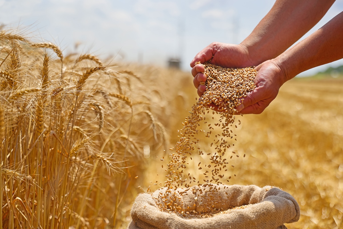 Grano Frumento Chicchi Granella Sacco Mani Campo By Branex Adobe Stock 1200x800 1