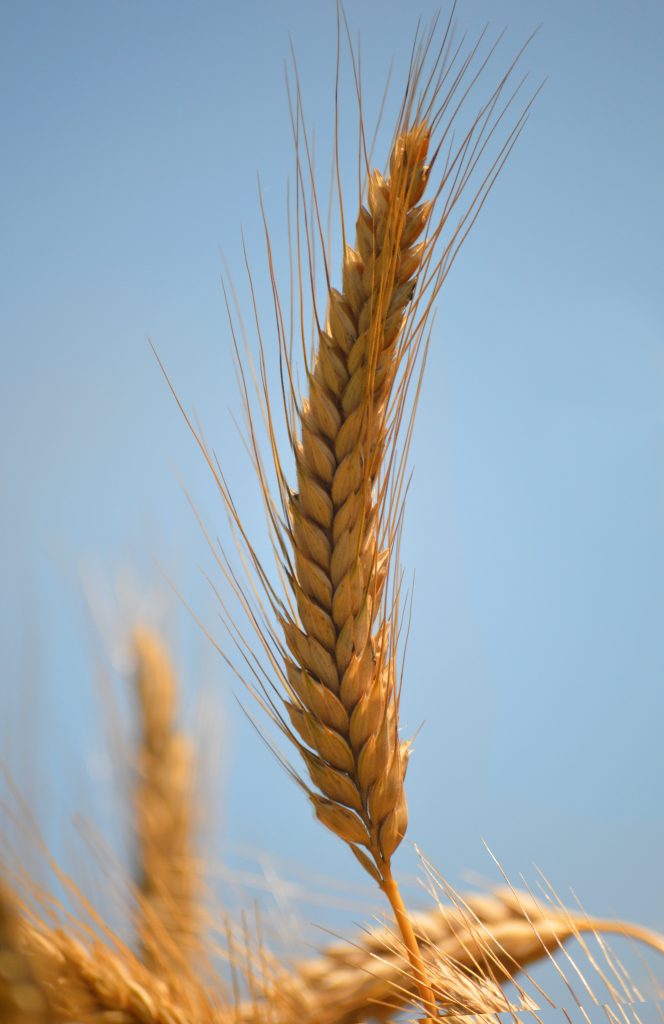 neelam279 wheat ear 10370072