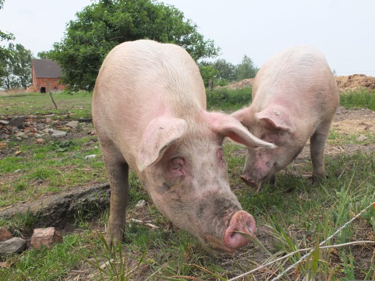 ajoheyho pigs 792737