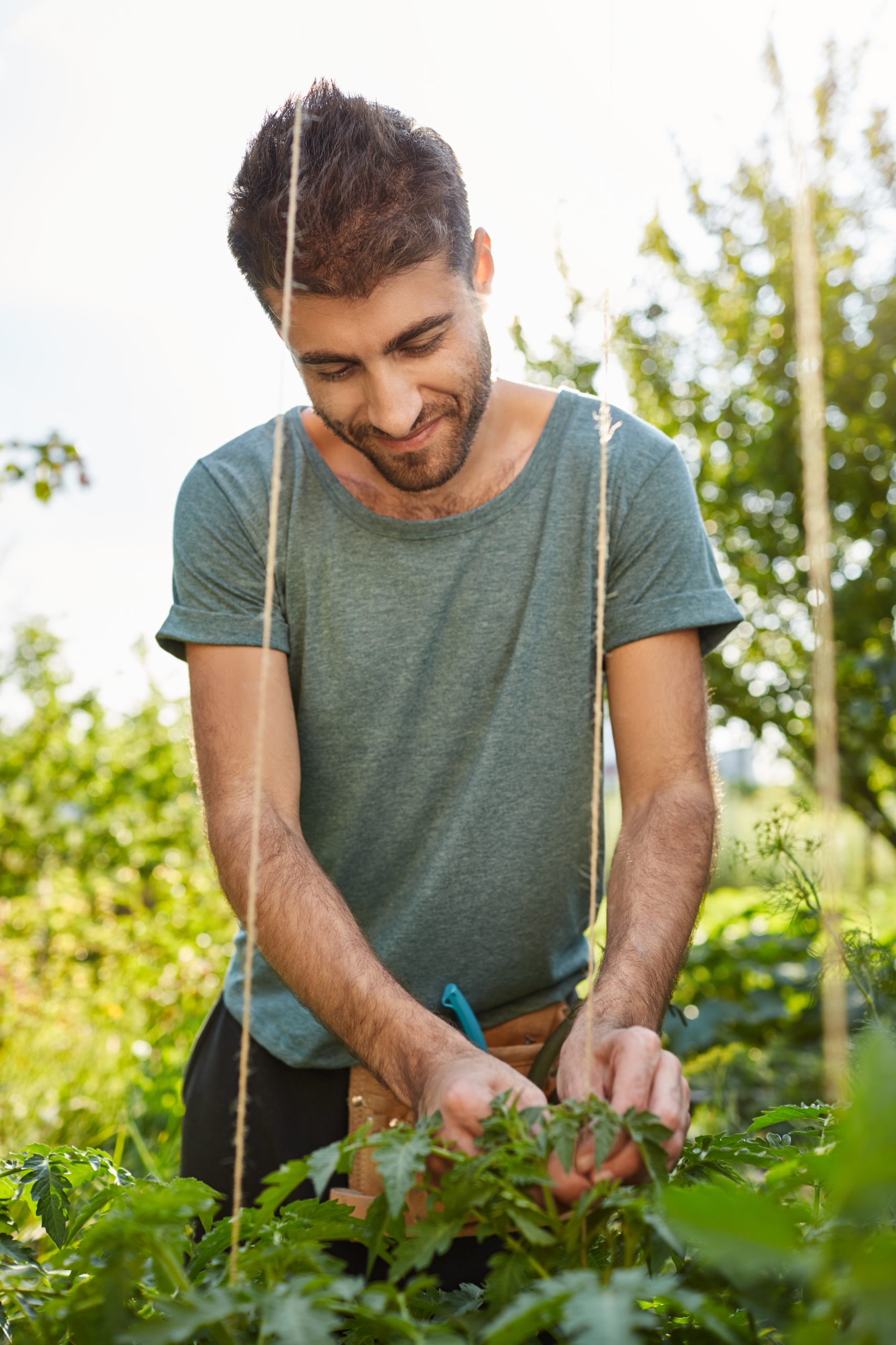vertical close up outdoors portrait of cheerful good looking caucasian male gardener working in garden, tying up vegetables, watching over plants.